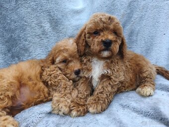 Cavapoo pudl kavalir - 3