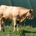 Prodám 15 měsíční jalovici - 3