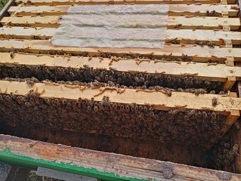 Vyzimovaná včelstva, vyzimované oddělky, langstroth 2/3 - 3