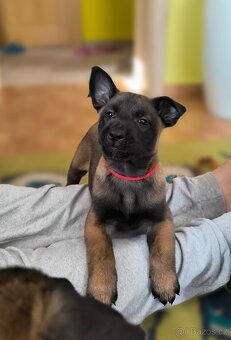 Belgický ovčák malinois s pp - 3