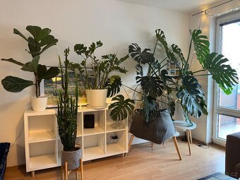 🌿 Zamioculcas – krásná pokojová rostlina s 19 výhony 🌿 - 3