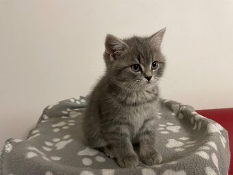 koťátko bez PP (kočička tmavá) - 3