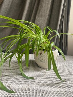 Zelenec i s květináčem - 3