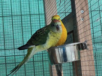 Papoušek zpěvavý - 3