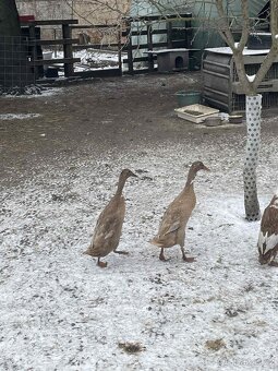 Indický běžec - 3