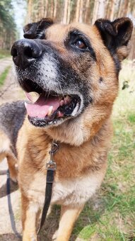 ROXY K ADOPCI - vděčná, nenáročná seniorka - 3