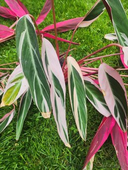 Calathea Triostar - 3