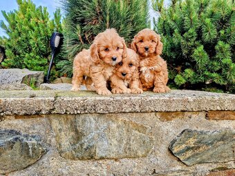 cavapoo - 3
