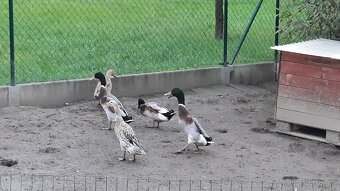Indický běžec kachny - Sušice.  Okres Klatovy 🦆🦆🦆🦆🦆🦆 - 3