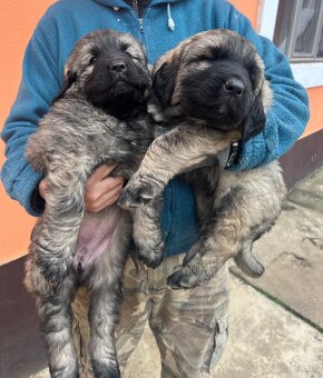 Štenátko Kaukazský ovčiak - 3