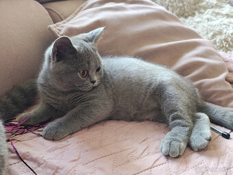 Britská krátkosrstá koťátka s PP - 3