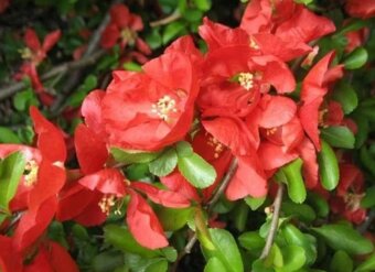 PINK LADY -- Texas Scarlet - Kdoulovec - 3