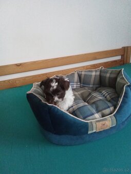 Jorkšírský teriér - 3