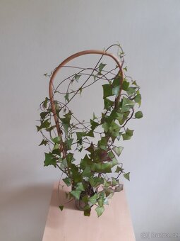 Senecio makroglosus - 3