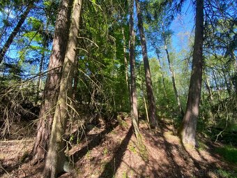 Lesní pozemky Kladruby u Vlašimi - 3