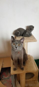 Britská koťata, 3 holky a jeden kocourek k odběru - 3