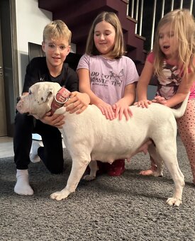 Americký Bulldog - 3