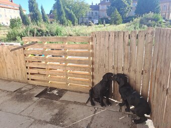 Štěňata cane corso - 3