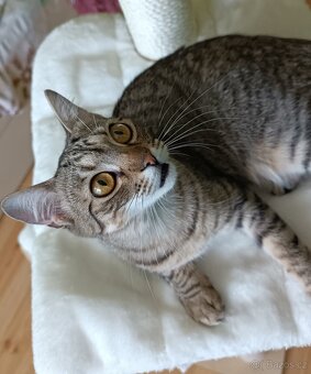 LUNA - kastrovaná kočička 9 měsíců - 3