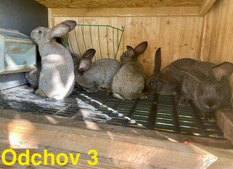 Králíci do chovu - 3