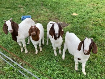 prodám burské kozičky - 3