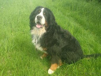 bernský salašnický pes - 3