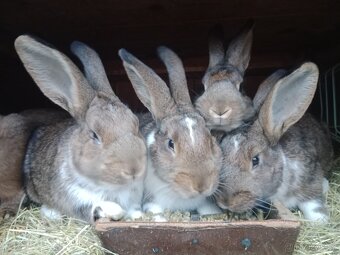 PRODÁM MLADÉ KRÁLÍKY - 3