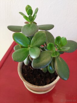 Pokojová květina Tlustice - 3