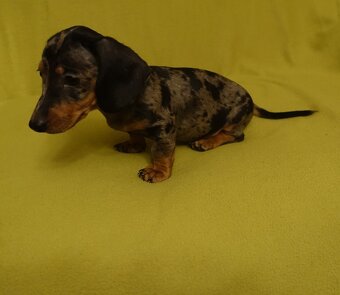 Jezevčík trpasličí - 3