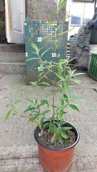 Nabízím odkopy trvalek - 3