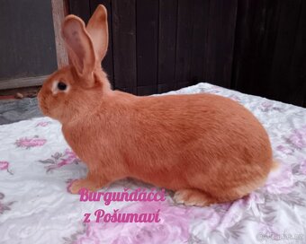 BURGUNDSKÝ králík s PP - SAMEČCI A SAMIČKY ⭐️⭐️⭐️ - 3