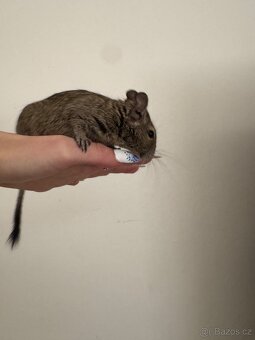 Osmák Degu - 3