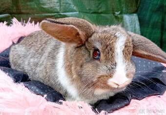 Překrásná samicka zakrsleho králíčka - 3
