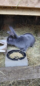 Prodej  samice kralíka - 3