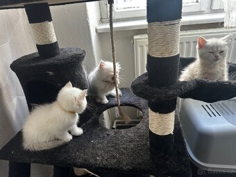 Britská koťátka s PP - 3