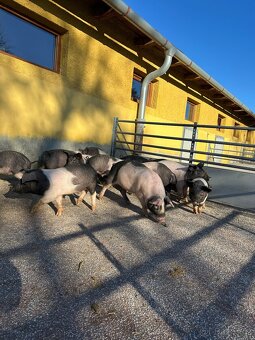 BIO přeštická selata a prasata  z EKOFARMY - 3