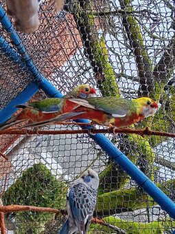 Rozela penant červená Straka - 3