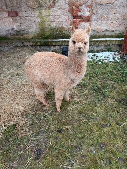 Lama Alpaka - Samice - 3