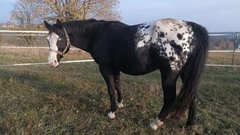 Roční hřebeček QH x Appaloosa - 3