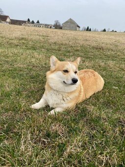 Welsh Corgi pembroke - 3