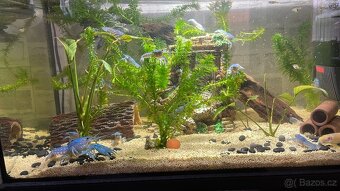 Rak Floridský - Procambarus alleni - 3