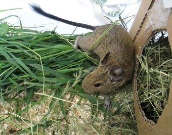 Osmák Degu - mláďata - 3