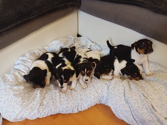 Jack Russell - 3