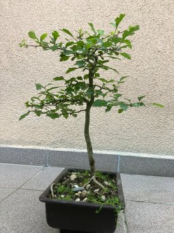 Bonsai, Bonsaj, jamadori, hloh - 3