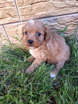 Cavapoo,cavapo - 3