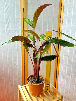 Kalatea, Calathea sametová N2 - 3