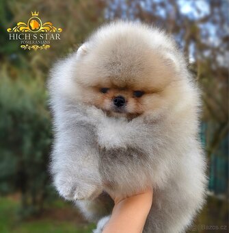 Pomeranian s PP FCI - 3