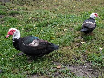 Běžci a pižmovky - 3