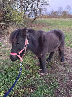 Prodám pony valacha - 3