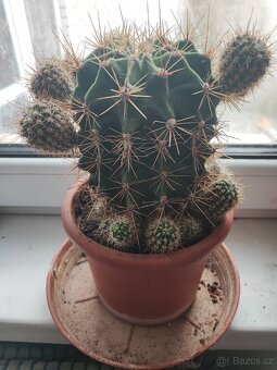 Prodám kaktusy - 3
